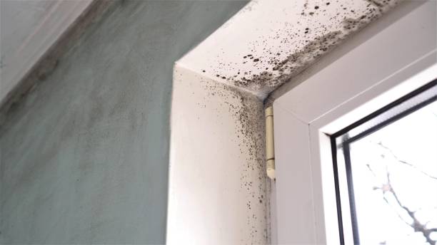 Best Commercial Mold Removal  in Mccall, ID