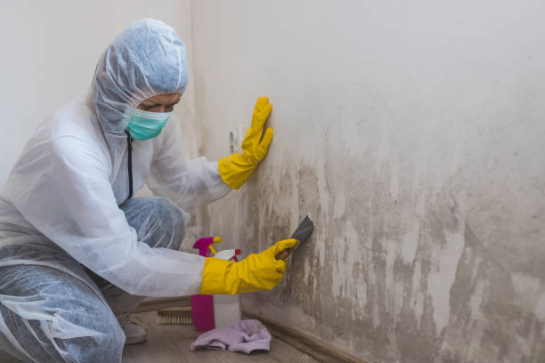 Best Toxic Mold Removal  in Mccall, ID
