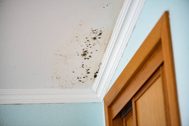 Best Home Mold Removal  in Mccall, ID
