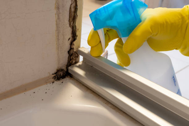Best Mold Removal Company Near Me  in Mccall, ID