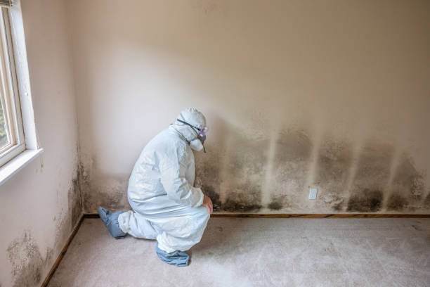 Best Mold Testing  in Mccall, ID
