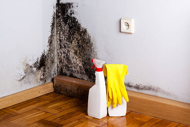 Attic Mold Removal in Mccall, ID